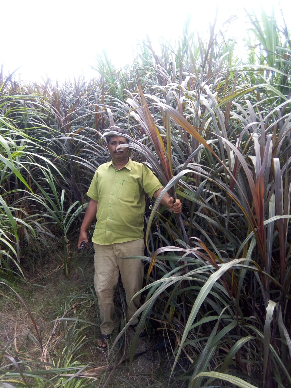 Field work