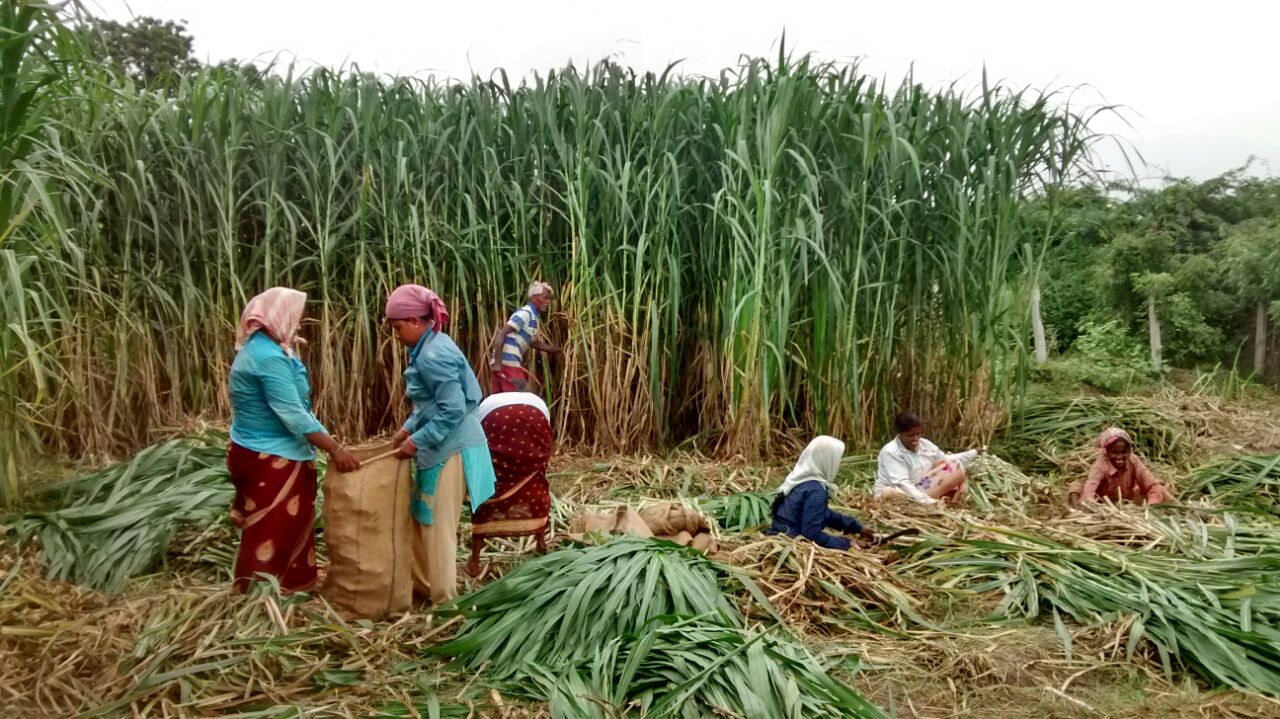 Napier harvesting and biomass collection
