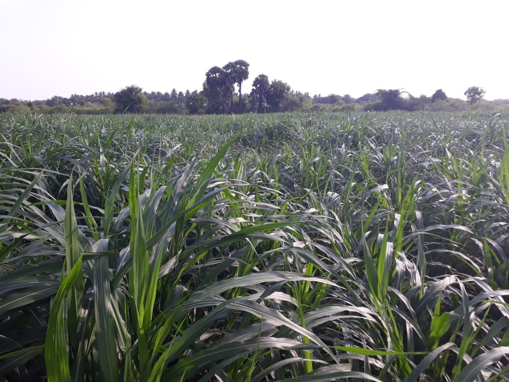 Napier field